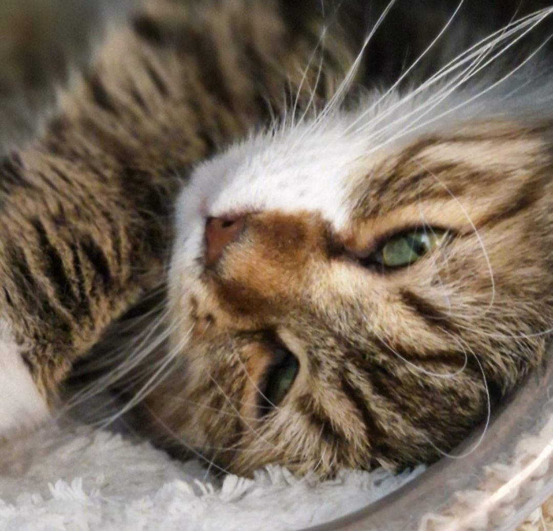 Cattery-urban-wilderness